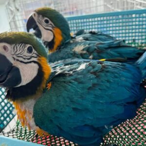 Young Blue and Gold Macaw parrots with colorful feathers