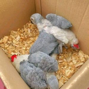 African Grey baby parrot with grey feathers and red tail feathers
