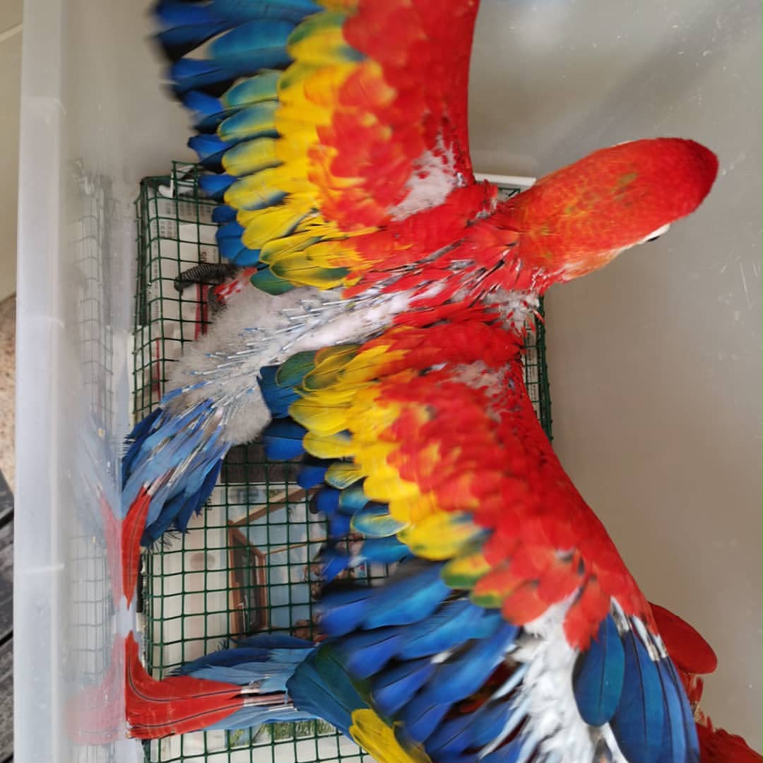 Scarlet Macaw baby parrots close-up