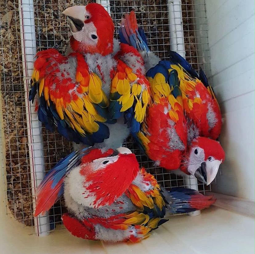 Hand-raised Scarlet Macaw baby parrots