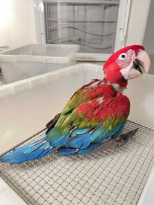 Hand-raised Green-Winged Macaw baby parrot