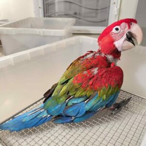 Hand-raised Green-Winged Macaw baby parrot